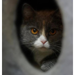 Фенюша, 4 года —круглолицая леди с янтарными глазами.