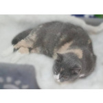 Фенюша, 4 года —круглолицая леди с янтарными глазами.