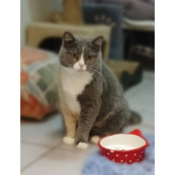 Фенюша, 4 года —круглолицая леди с янтарными глазами.