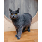 Очаровательный британец Винтер ищет дом и любящих хозяев!