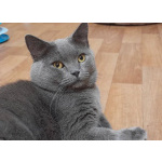 Очаровательный британец Винтер ищет дом и любящих хозяев!