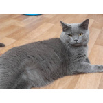 Очаровательный британец Винтер ищет дом и любящих хозяев!