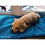 Три прекрасных щенка ищут новый дом