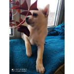 Три прекрасных щенка ищут новый дом