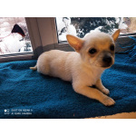 Три прекрасных щенка ищут новый дом