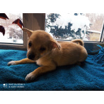 Три прекрасных щенка ищут новый дом