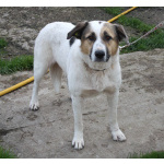 Большая, добрая собака Жасмин в поиске любящей семьи