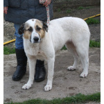 Большая, добрая собака Жасмин в поиске любящей семьи