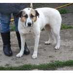 Большая, добрая собака Жасмин в поиске любящей семьи