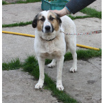 Большая, добрая собака Жасмин в поиске любящей семьи