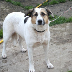 Большая, добрая собака Жасмин в поиске любящей семьи