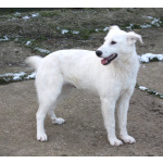 Ласковая , молоденькая девочка Мия ждет свою родную семью!