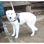 Ласковая , молоденькая девочка Мия ждет свою родную семью!