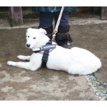 Ласковая , молоденькая девочка Мия ждет свою родную семью!