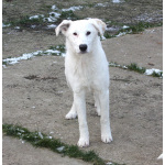 Ласковая , молоденькая девочка Мия ждет свою родную семью!