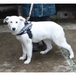 Ласковая , молоденькая девочка Мия ждет свою родную семью!