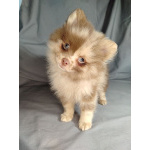 Мерле и шоколадный, щенки померанского шпица