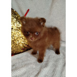 Мерле и шоколадный, щенки померанского шпица