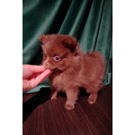 Мерле и шоколадный, щенки померанского шпица