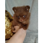 Мерле и шоколадный, щенки померанского шпица