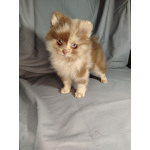 Мерле и шоколадный, щенки померанского шпица