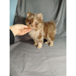 Мерле и шоколадный, щенки померанского шпица