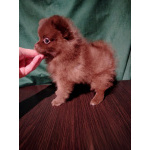 Мерле и шоколадный, щенки померанского шпица