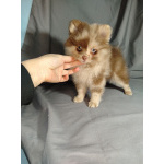 Мерле и шоколадный, щенки померанского шпица