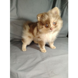 Мерле и шоколадный, щенки померанского шпица