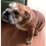 Продаются очаровашки