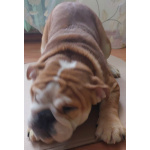 Продаются очаровашки