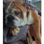 Продаются очаровашки