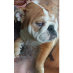 Продаются очаровашки