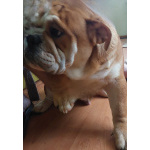 Продаются очаровашки