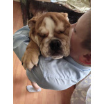 Продаются очаровашки