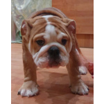 Продаются очаровашки