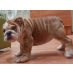 Продаются очаровашки