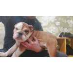 Продаются очаровашки