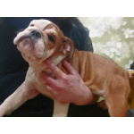 Продаются очаровашки