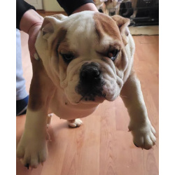 Продаются очаровашки