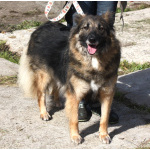 Небольшая, ласковая, пушистенькая Люся очень ждет тебя- родной человек!