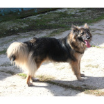 Небольшая, ласковая, пушистенькая Люся очень ждет тебя- родной человек!