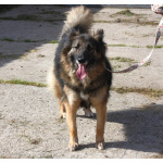 Небольшая, ласковая, пушистенькая Люся очень ждет тебя- родной человек!