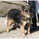 Небольшая, ласковая, пушистенькая Люся очень ждет тебя- родной человек!