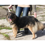 Небольшая, ласковая, пушистенькая Люся очень ждет тебя- родной человек!