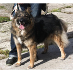 Небольшая, ласковая, пушистенькая Люся очень ждет тебя- родной человек!