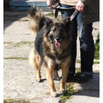 Небольшая, ласковая, пушистенькая Люся очень ждет тебя- родной человек!