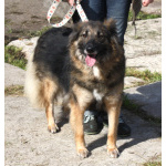 Небольшая, ласковая, пушистенькая Люся очень ждет тебя- родной человек!