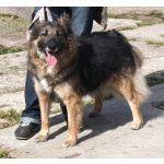 Небольшая, ласковая, пушистенькая Люся очень ждет тебя- родной человек!