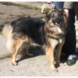 Небольшая, ласковая, пушистенькая Люся очень ждет тебя- родной человек!